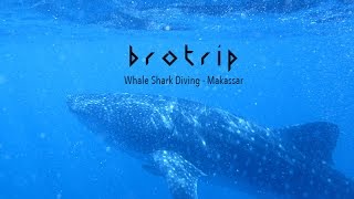 Download Lagu BroTrip | Whale Shark Diving Makassar - Indonesia MP3
