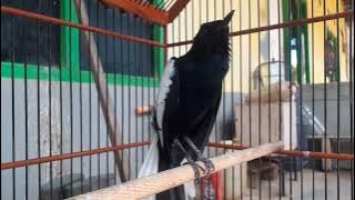 Kacer tembakan pelatuk sampit