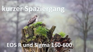 Spaziergang morgens mit EOS R und 150-600