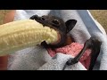 Hes cranky rescued bat enjoys banana