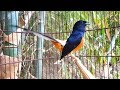 Dijamin Pasti Nyaut Dan Merespon Dengan Pancingan Murai Batu Ini Mp3 - Mp4 Download