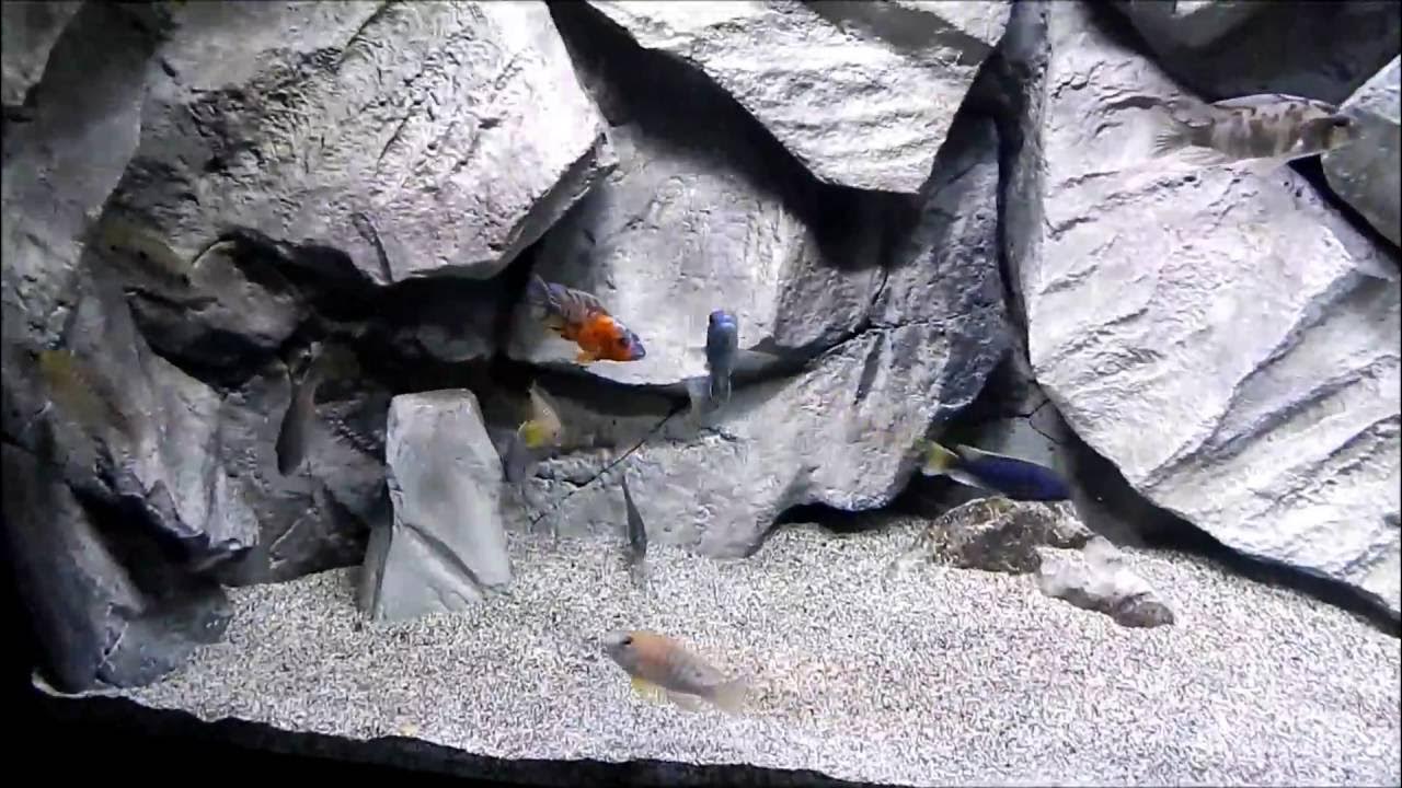 African cichlid Quarantine it's a must before adding to aquarium that also applies to any other