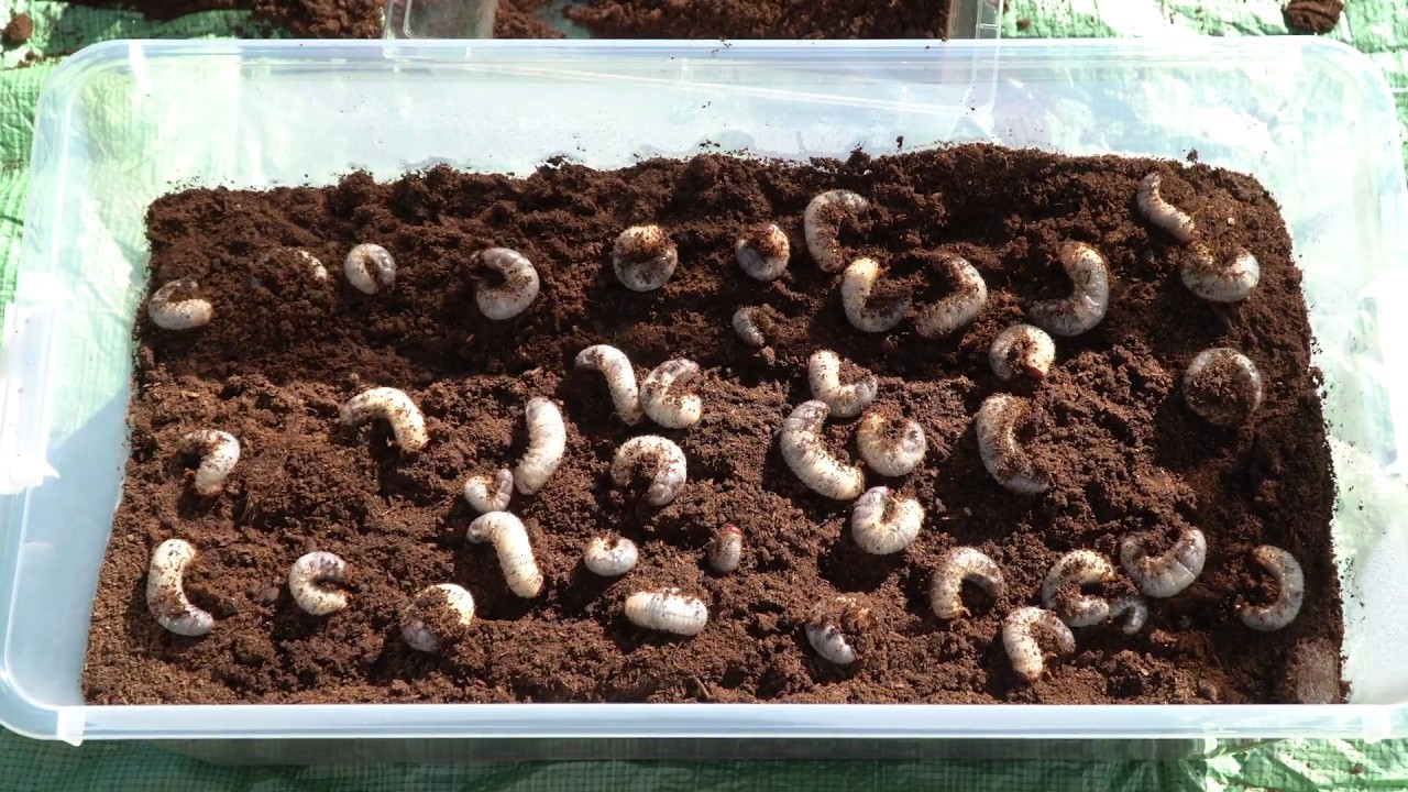 カブトムシの飼育 巨大衣装ケースで幼虫を飼育 Rearing A Large Number Of Giant Japanese Beetle Larvae ब टल ल र व Youtube