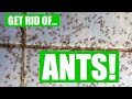 How To Get Rid Of Ants (3 Easy Steps) Guaranteed
