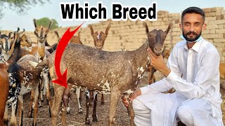 Bakray ki kaunsi Nasal hai | Which Breed of Goat is this 