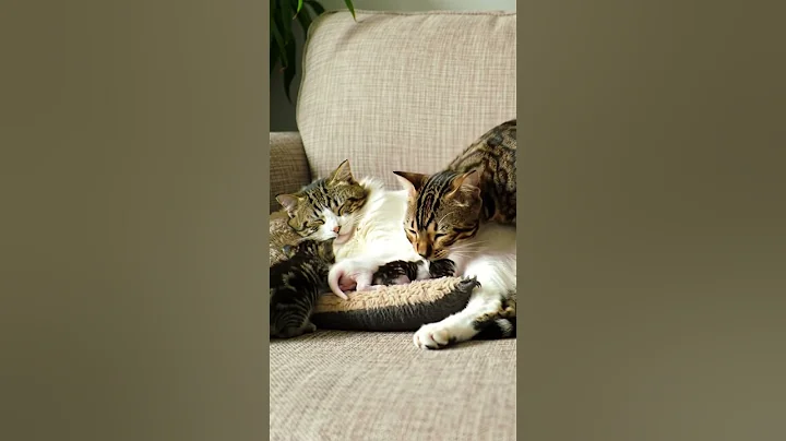 Video 10907871: bengal cat kitten, bengal kitten sleeping, cat newborn kittens, best cat kitten, kitten gently
