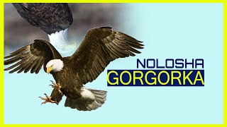 NOLOSHA GORGORKA!