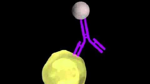 Labelling cells with Fluorophores.avi
