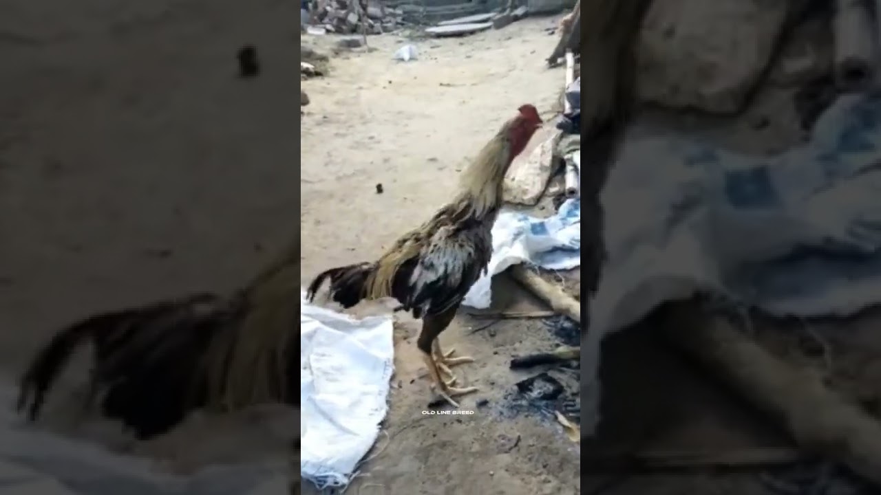 Kathar java | Old Line Breed