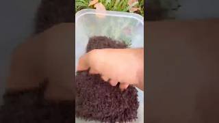 Before & after animal transformation #animaltransformation #animals