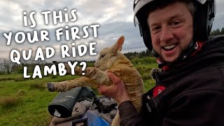 First time for everything  |  Lambing Day 19