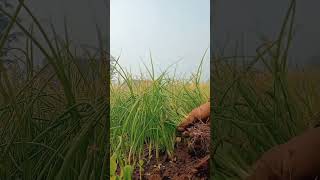 farming 🌍🌱 #nature #farming #viral #youtubeshorts #viralvideo #reel #tending #song #youtube