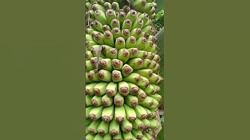 Buồng chuối vỡ kế hoạch chuẩn bị tiếp đất