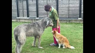 Border collie,Irish wolfhound  What would you like to play?