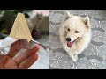 Samoyed And Cheese #short