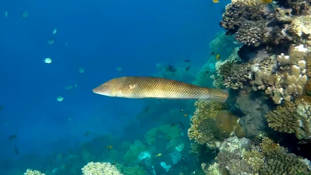 Cigar wrasse, Sharpnose wrasse (Cheilio inermis), Сигарный губан ...