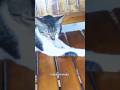 #cat #trending #viralvideo #catlovers #cute