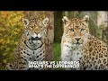 WHAT'S THE DIFFERENCE BETWEEN JAGUARS & LEOPARDS? - The Big Cat Sanctuary