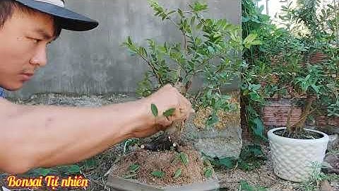 Uốn một cây Bonsai đơn giản ai cũng làm được.|. Bonsai Tự nhiên
