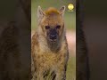 1st look at Nat Geo’s ‘Africa Earth’s Wild Home’
