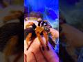 Дружелюбный сосед - паук птицеед 😁 Brachypelma boehmei #shorts #tarantula #spider #tarantulahandling