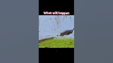 crocodile vs python#trending#animals#wildlife#crocodile#python#shorts#youtubeshorts#snake