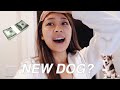 i got a dog without my parents knowing... | GONE WRONG