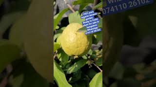 Organic Ready to fruits plant for sale in Bangalore by Datta Benur creation #organic #fruits