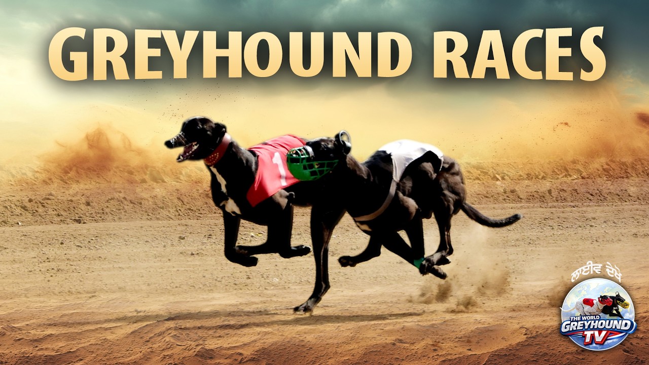 🔴LIVE | WORLD GREYHOUND DOG RACING | FLAT RACE 440 Feet 2026/02/26 #47