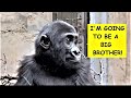 Baby Gorilla #47, Announcement! - Summer 2023 #clemetzoo