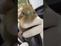 Pidgeot The Squirrel Cuckoo