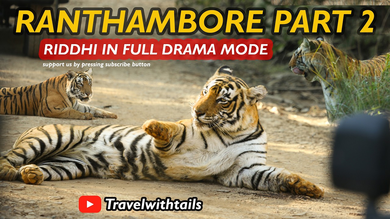 Ranthambore Diaries Part 2 – Tiger Sightings | Aaj Riddhi Ne Kasam Kha Li #wildlife  #wildlifesafari