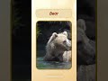 English Pronunciation - Bear #learn #english #animals #pronunciation  @VisualVoiceEnglish