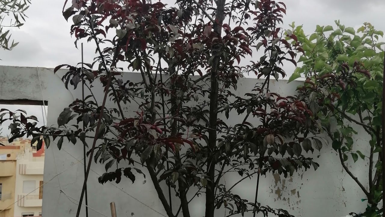 زراعة الأسطح 218 -  الأشجار المثمرة وتقليم الجذور