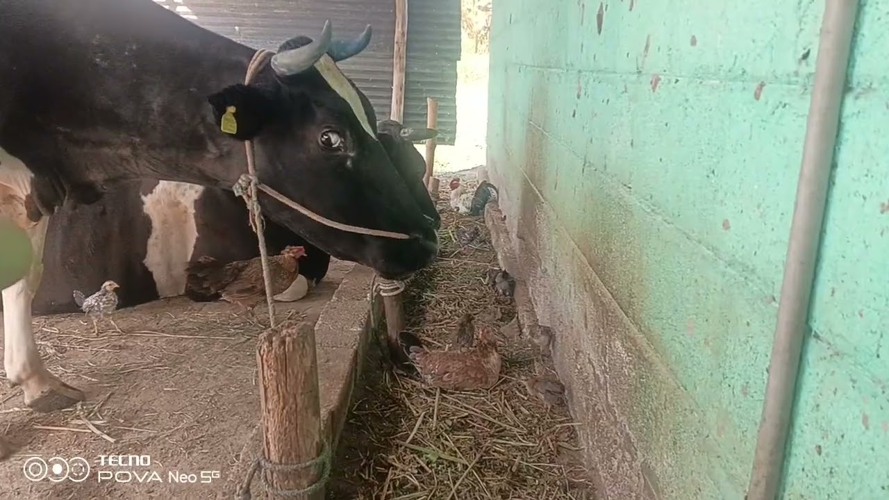 ಮಂಡ್ಯ ಜಿಲ್ಲೆ ರೈತರ ಊರು  ಬೆಂಡೆಕಾಯಿ ಕುಯ್ಯುತ್ತಿರುವ ನಮ್ಮ ನಿಮ್ಮ ರೈತ ಮಹಿಳೆಯರು ಸಾದನೆ 