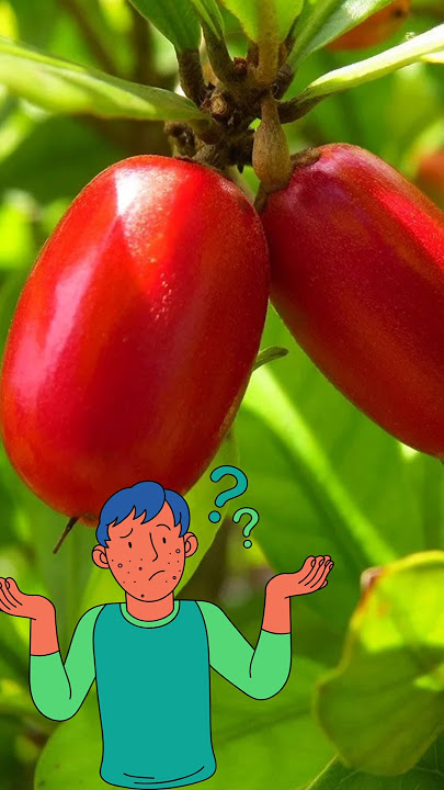 Seakan Dihipnotis! Buah Ini Bikin Semua Makanan Terasa Seperti Madu 😱 #videoshort  #buahajaib