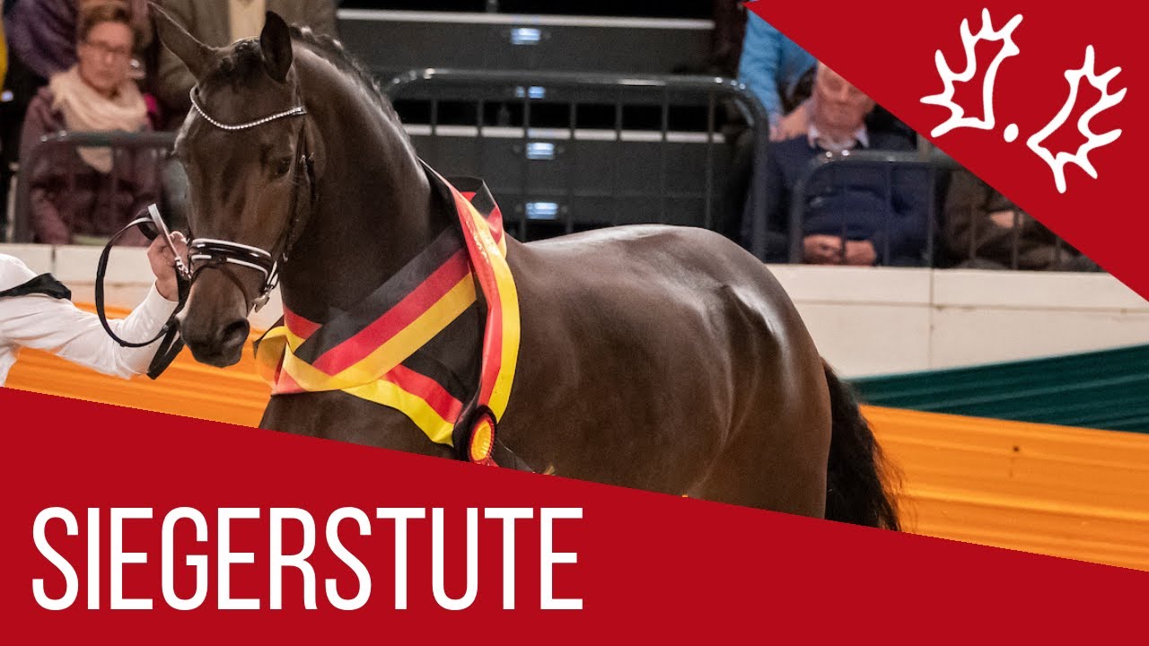 Trakehner Jahressiegerstute | Belle Fleur (Millennium x Le Rouge x Sixtus) | 2018