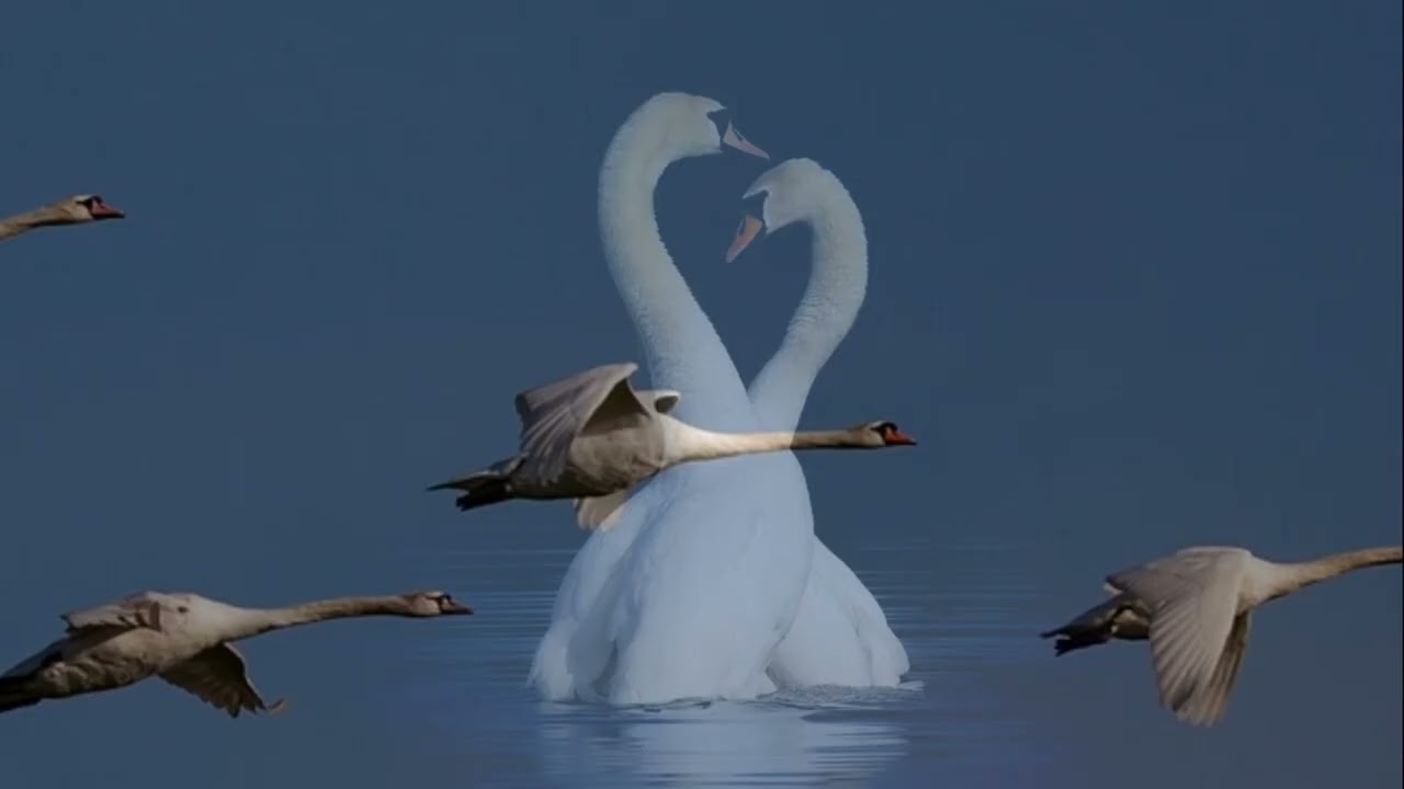 Gregory K. Пою для Вас! - Лебединная Верность (Е.Мартынов - А.Дементьев)