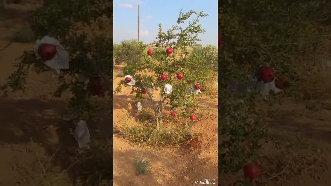 شرح مفصل عن زراعة الرمان وكمية الانتاج والارباح