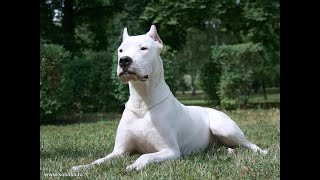 Dog mating part 3 [dogo argentino, rottweiler]