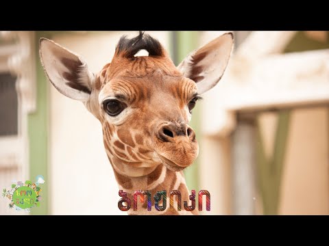 ვიდეო: რა ჰქვია ღრუბელი ცხოველების აპლიკაციას?