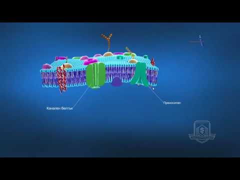 Видео: Кои клетъчни органели са свързани с мембрана?