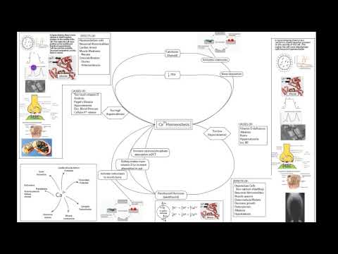 A freshman/sophomore pre-nursing discussion on how the body maintains homeostasis of calcium. Topics discussed include why calcium is important, what are the names for deviations of concentration below and above homeostatic levels, causes of those deviations, effects of those deviations, and how the major methods the body uses to correct those deviations.