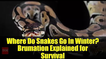 Where Do Snakes Go In Winter? Brumation Explained for Survival