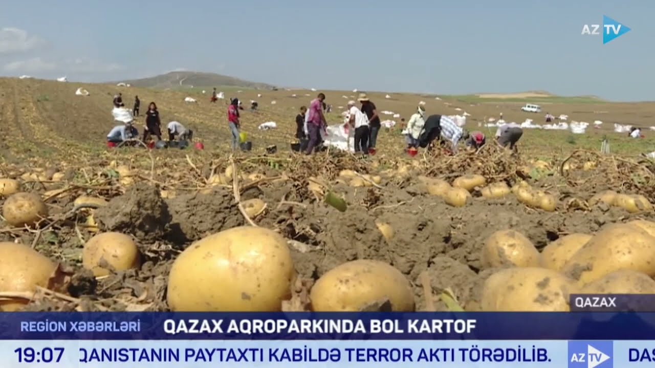 Qazaxda ərzaqlıq kartofun yığımına başlanılıb