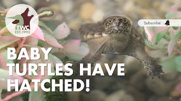 Hatchling snapping and painted turtles are growing!