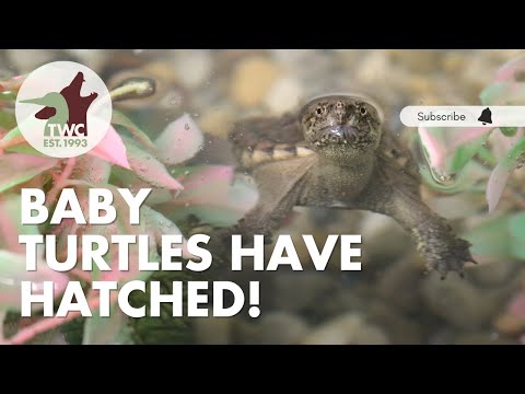 Hatchling snapping and painted turtles are growing!