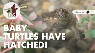 Hatchling snapping and painted turtles are growing!