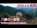 平山さゆり 夫婦一本桜 歌詞 動画視聴 歌ネット