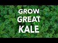 How to Grow Kale Organically without Pests and Disease